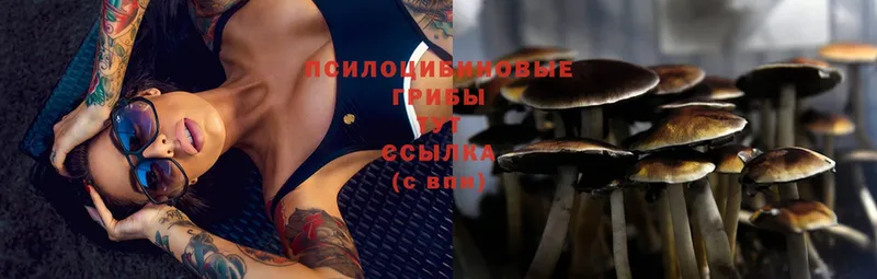 Галлюциногенные грибы MAGIC MUSHROOMS  где можно купить наркотик  ОМГ ОМГ зеркало  Щёлково 
